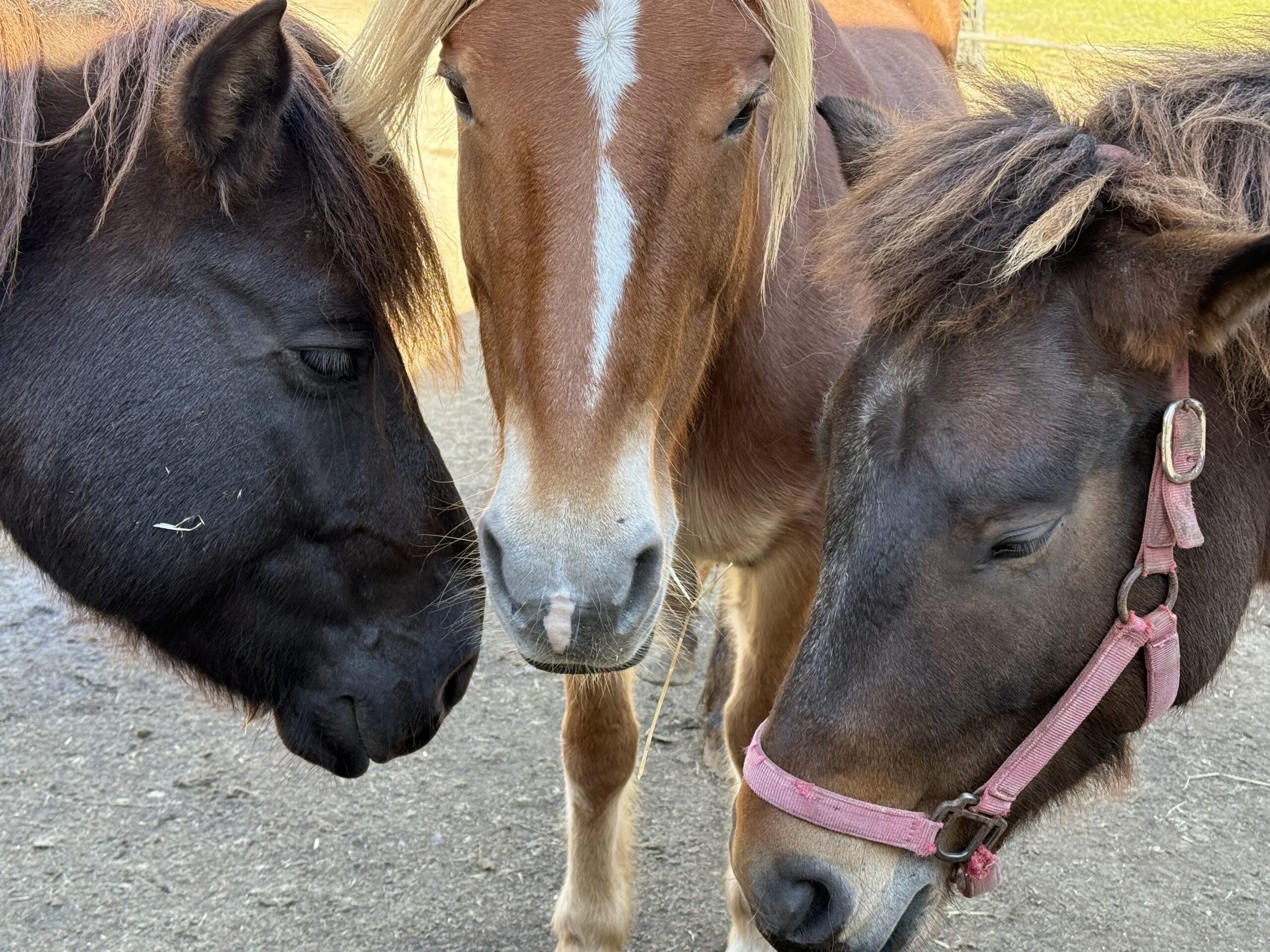 寄り添う3頭の和種馬