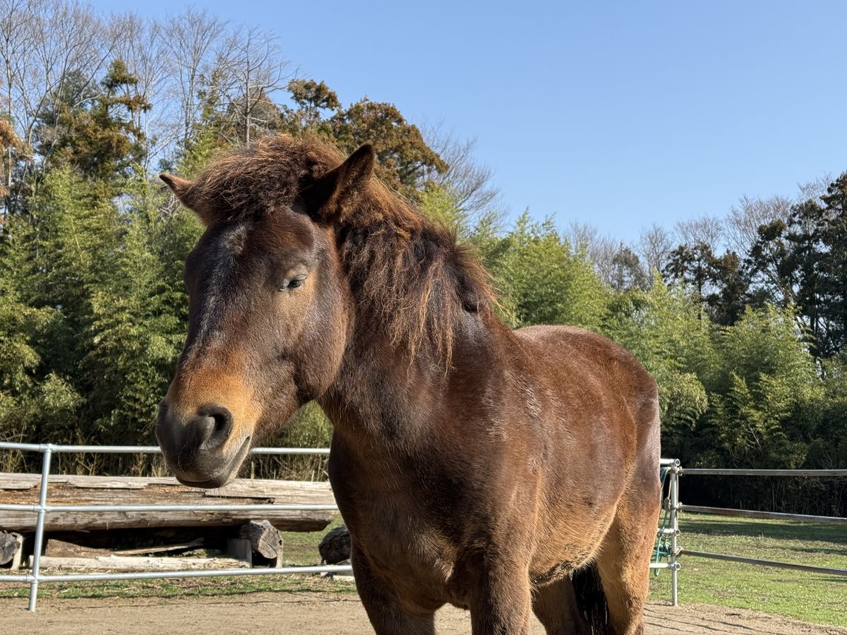 倭式騎馬會の和駒(日本在来馬)
